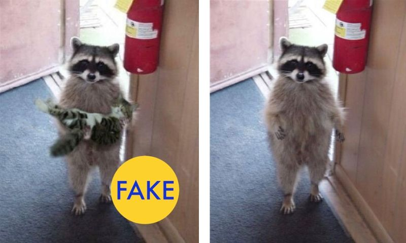 Illustration for article titled 76 Viral Images From 2015 That Were Totally Fake